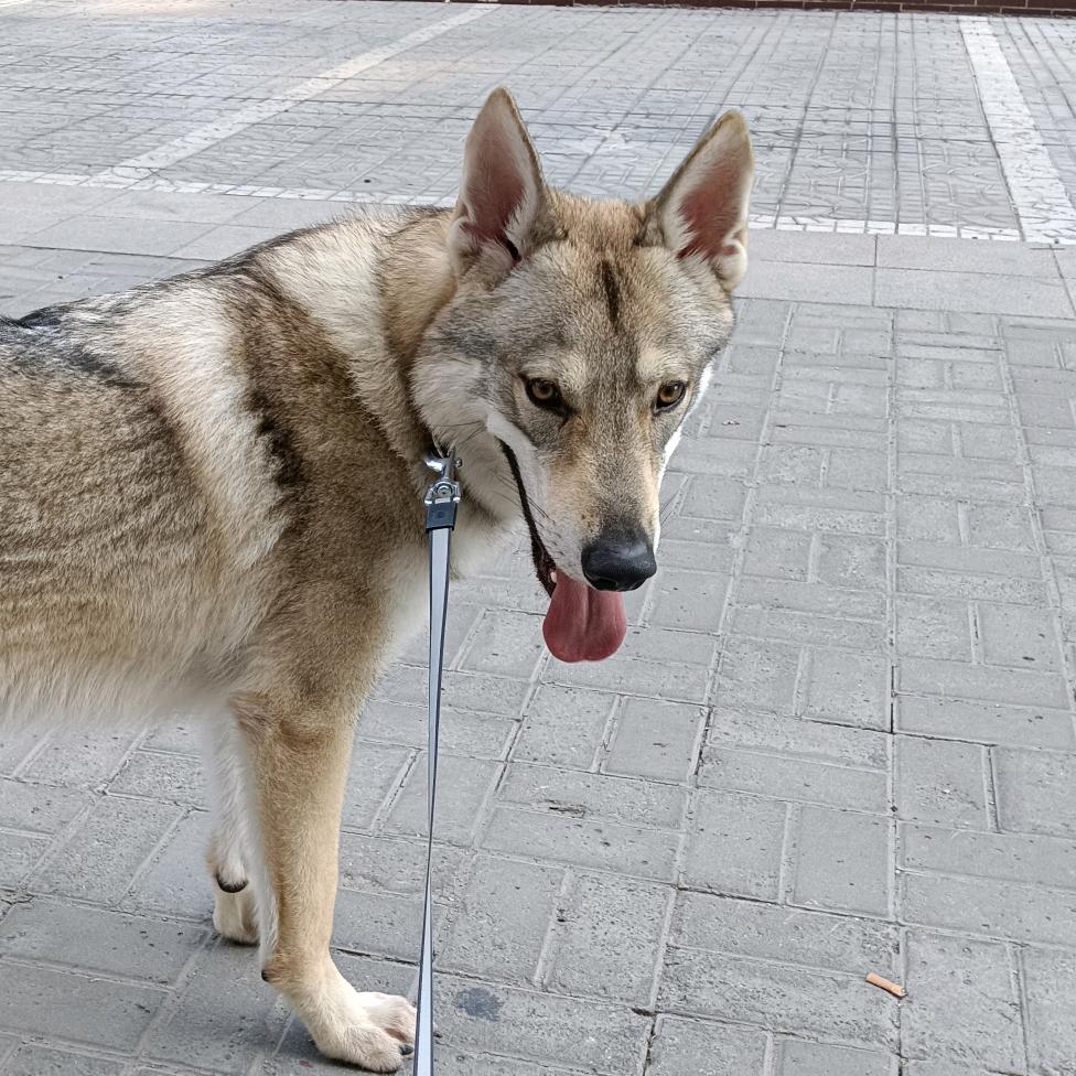 沉默的狼