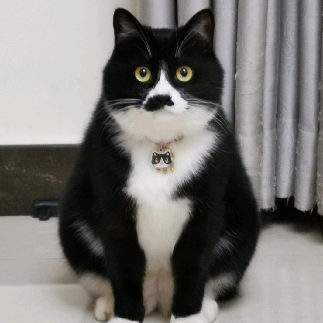 咕噜是只奶牛～猫～