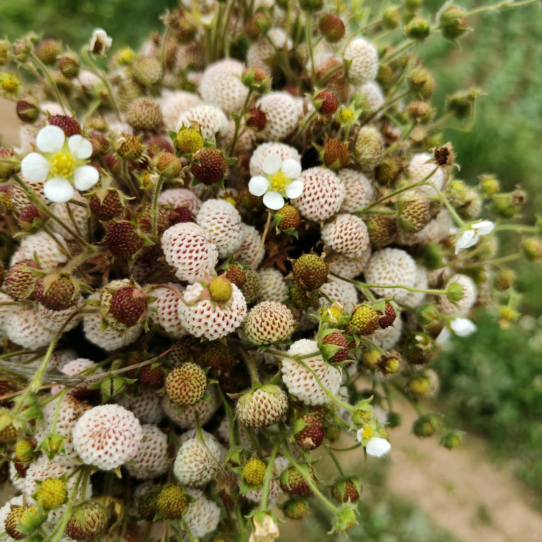 知秋小猪猪˙Ꙫ˙