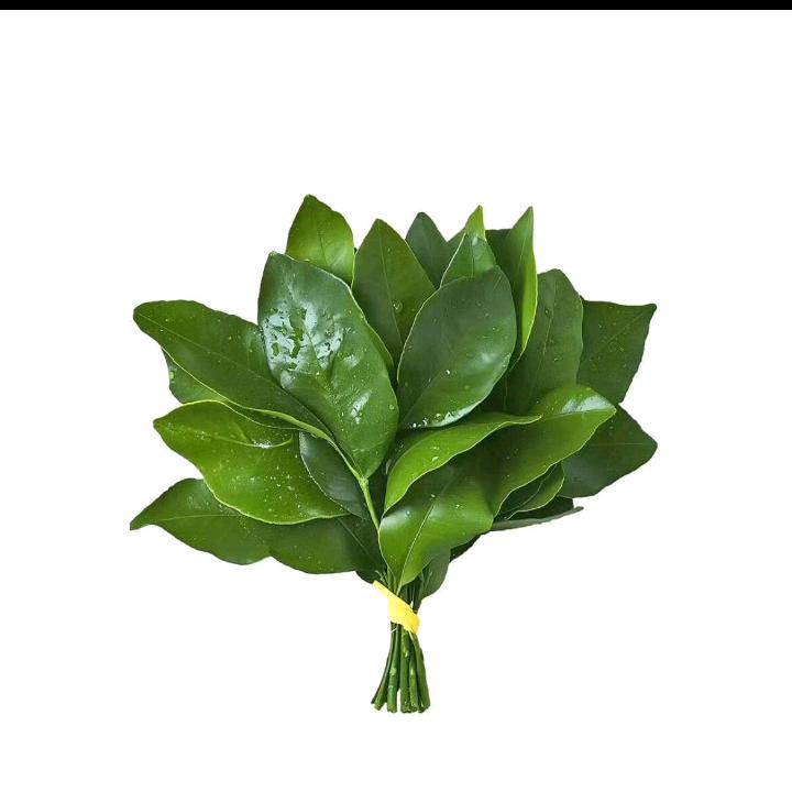 南迁燕姐