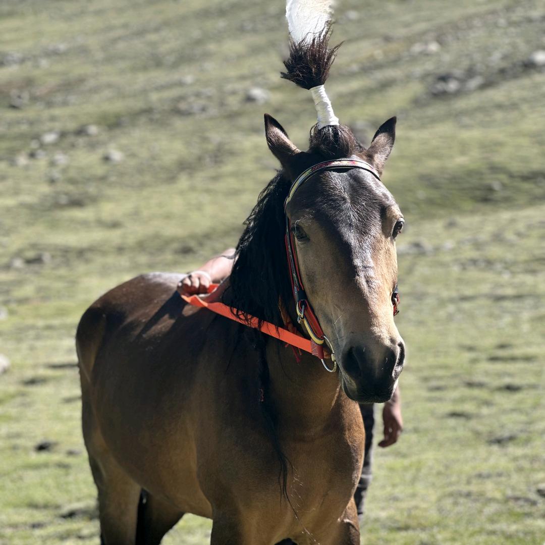 བོད་