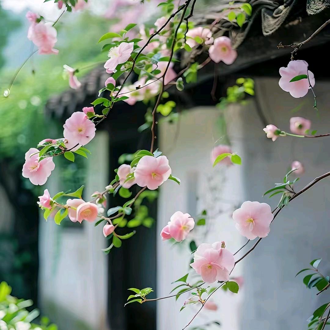 喜欢喝热水的姐姐