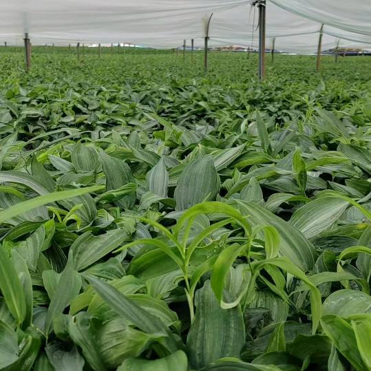 药材种植基地@小李