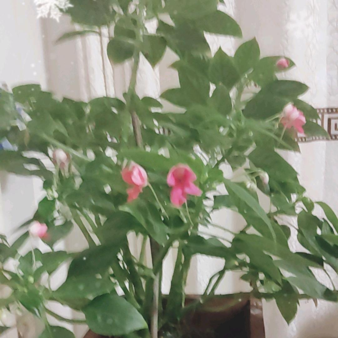 幸福一生🍀🍀☘️