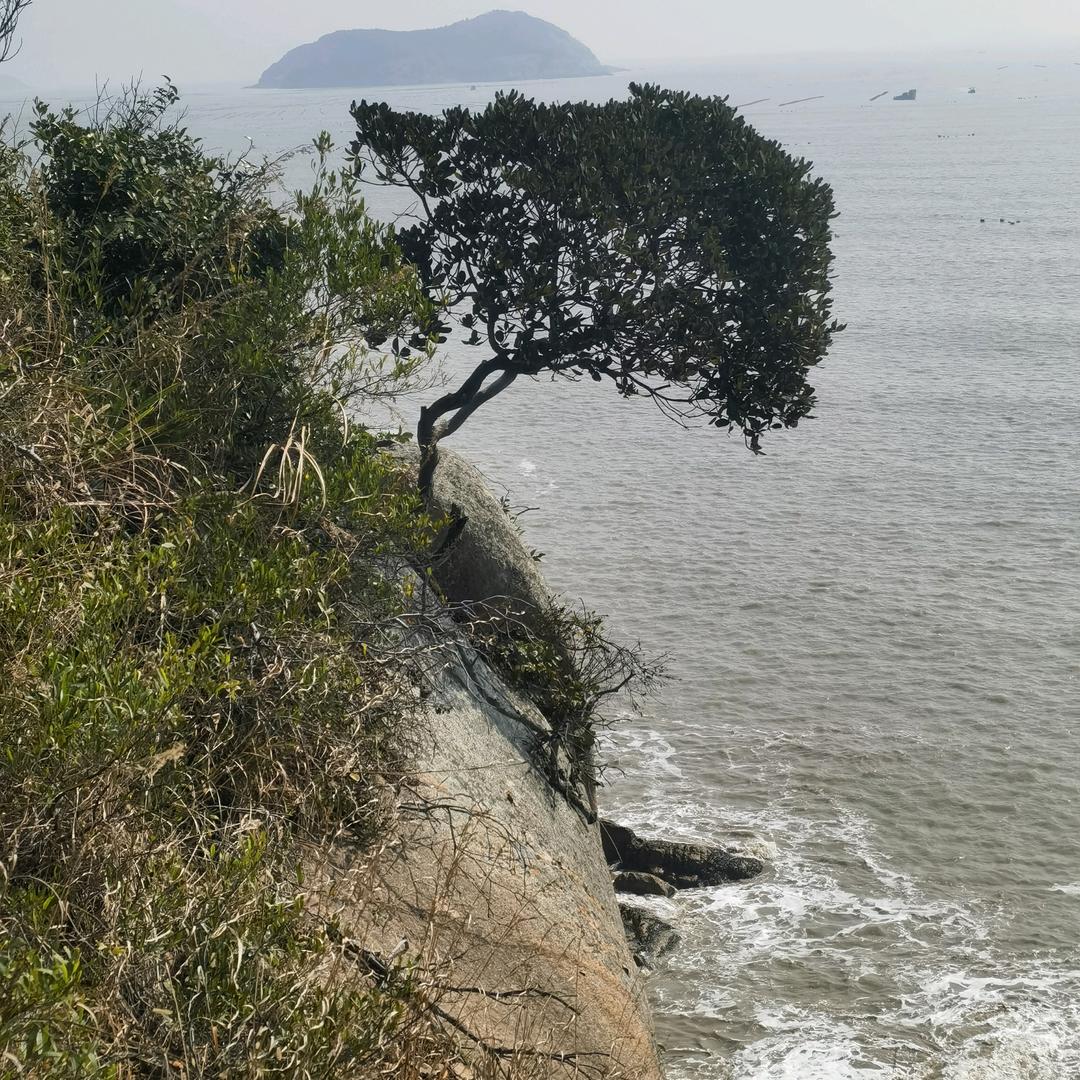 海岛盆景绿植
