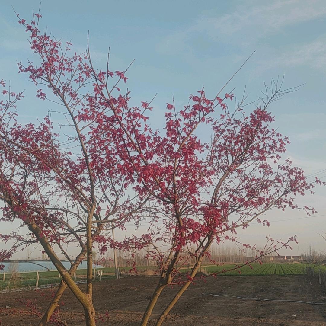 无忧无虑