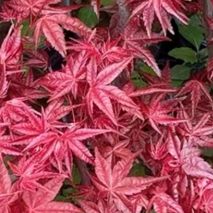 敢拼明天