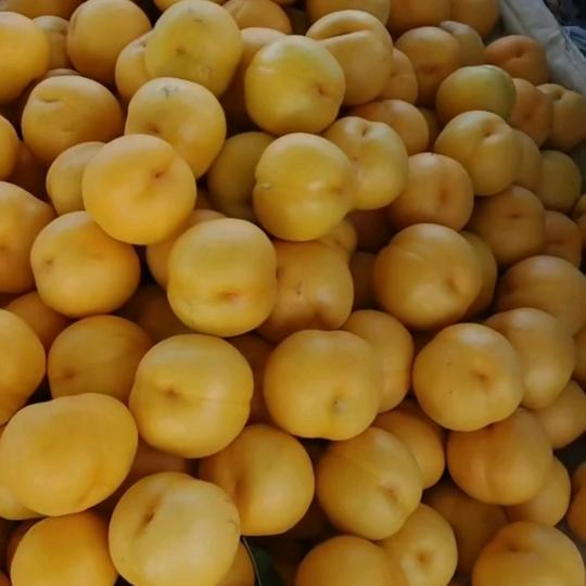 重生之我在绥中卖桃苗