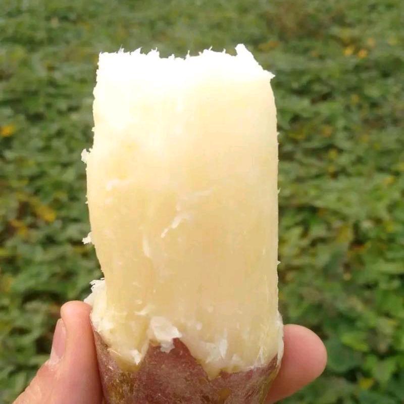 哈密红薯家庭农场