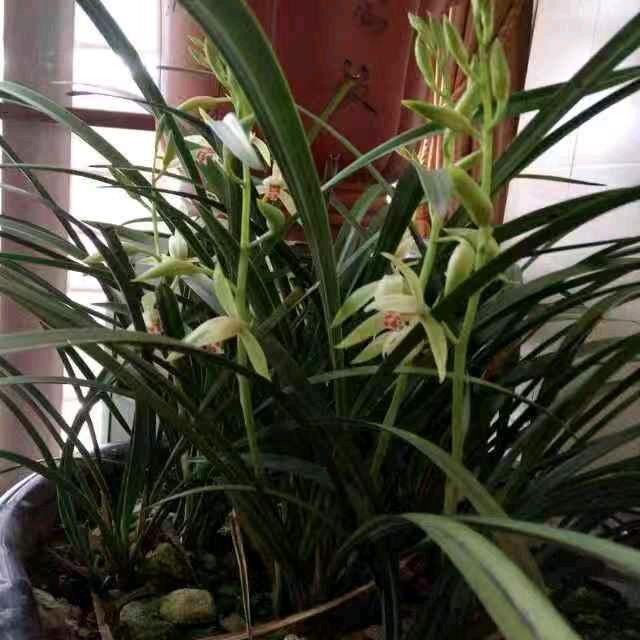 玉