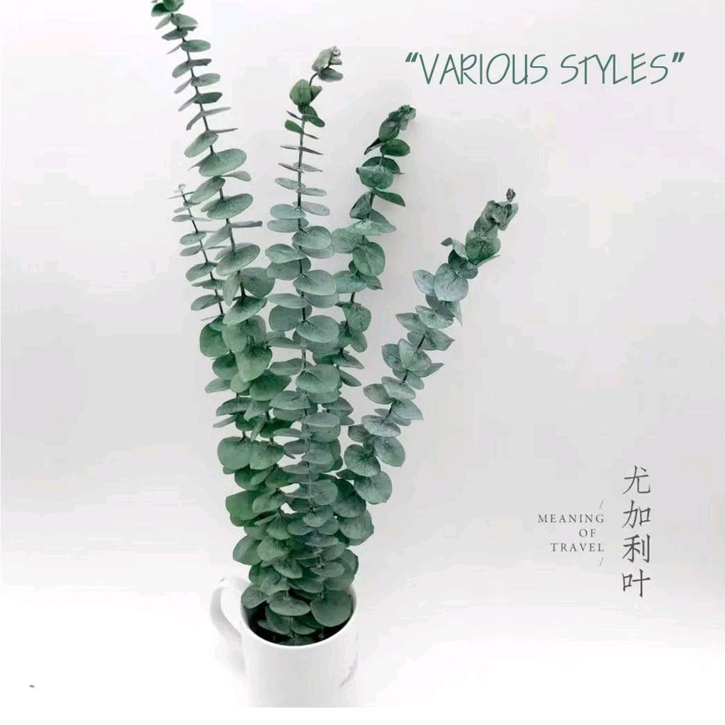 闲暇时光园艺花卉