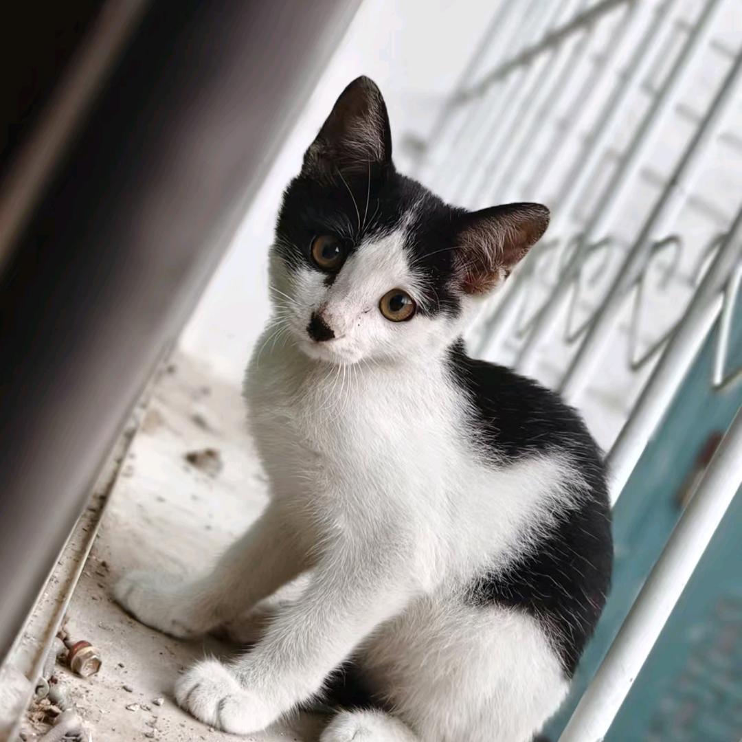 莫泊桑🦟🦟🦟🦟