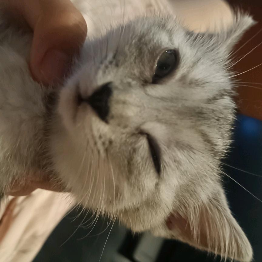 麻辣鱼罐头