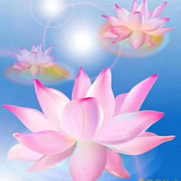 红牡丹