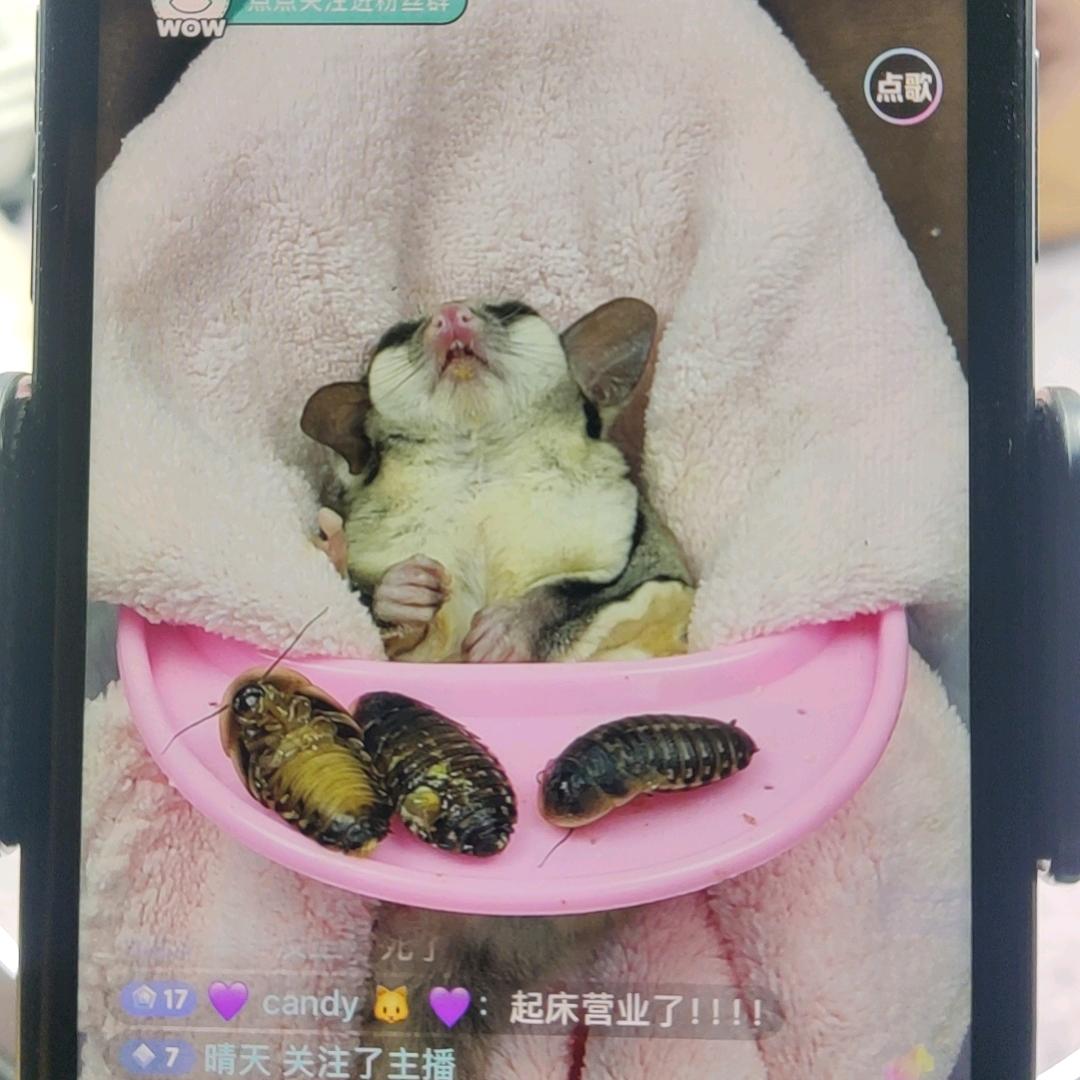 小牛家的蜜袋鼯