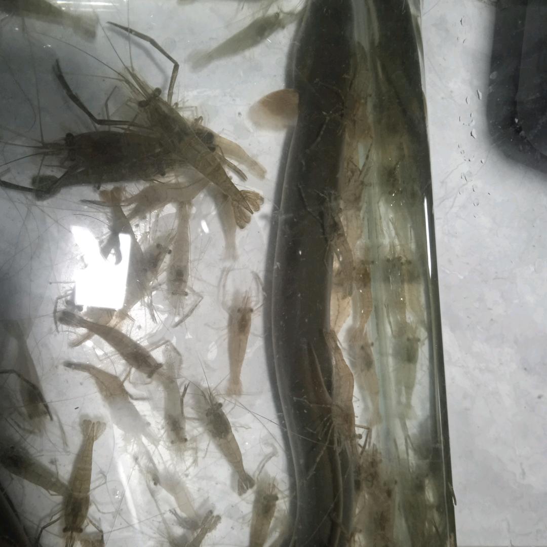 畅游沙漠的鱼