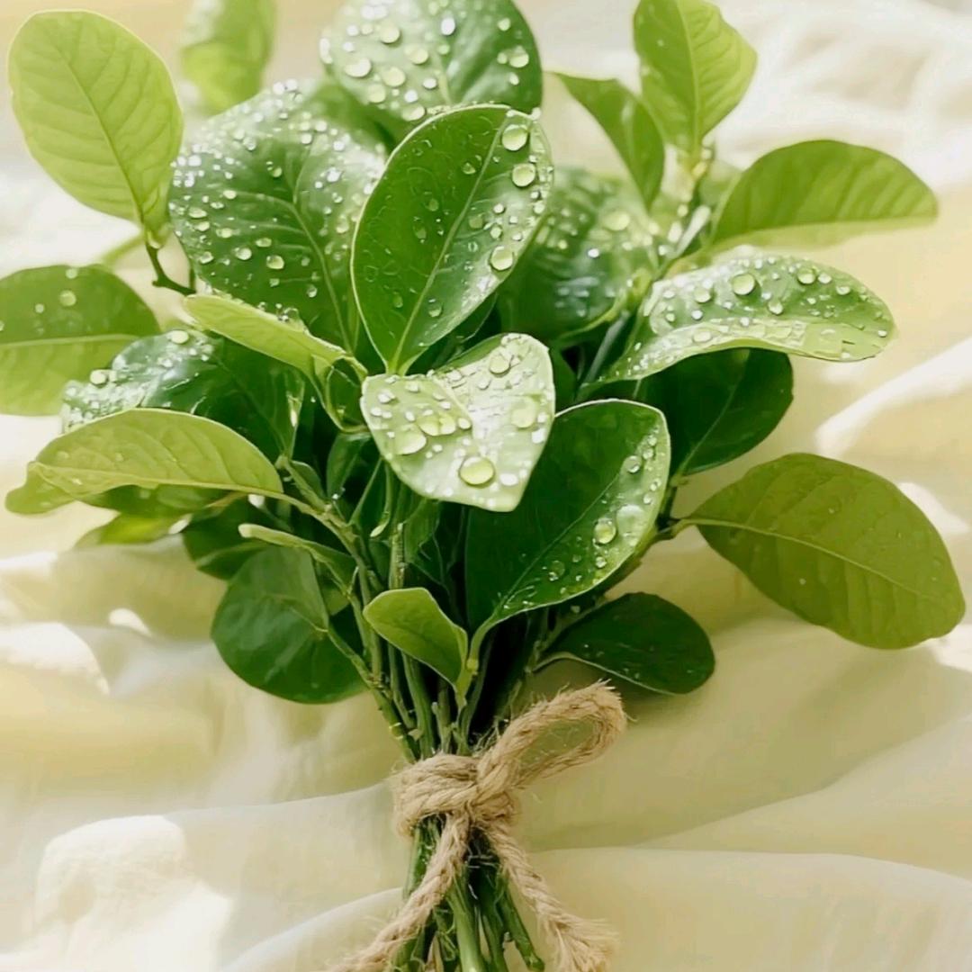 日照助听器乾耳听力牟若