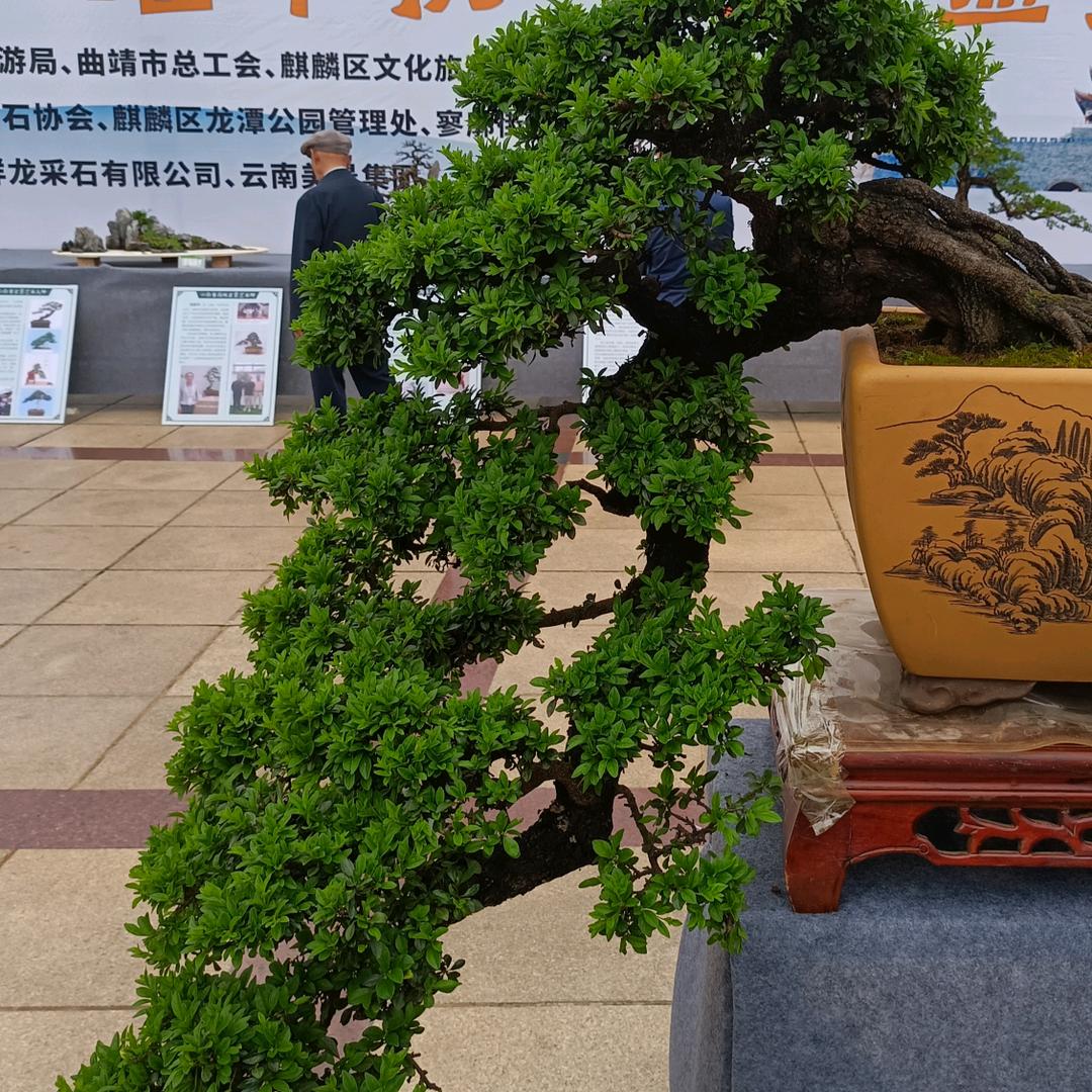 良缘