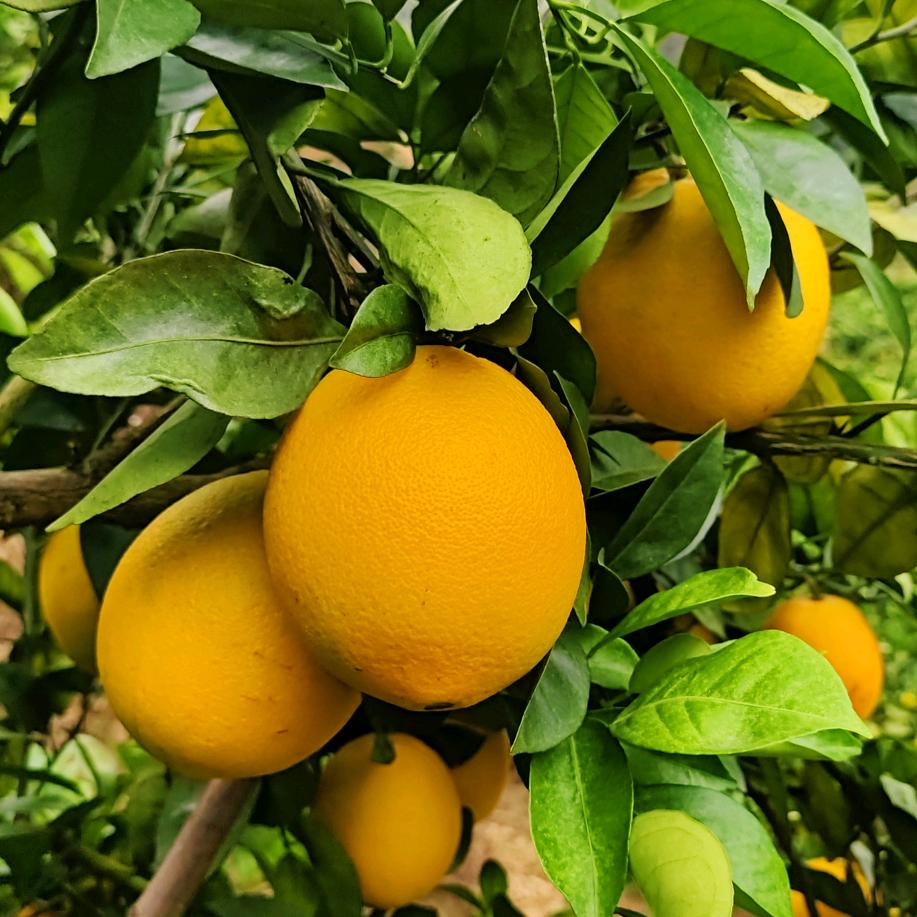 阿苏(赣南脐橙)