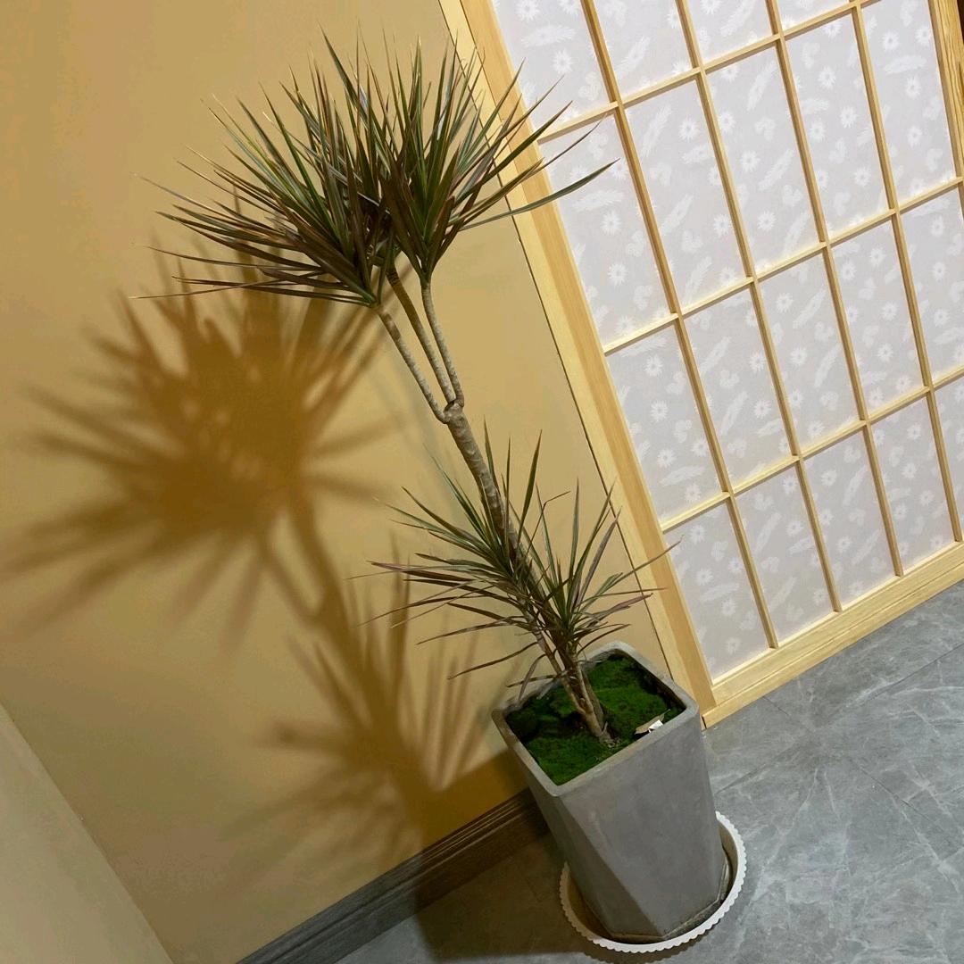 红警专家-不吃荆芥