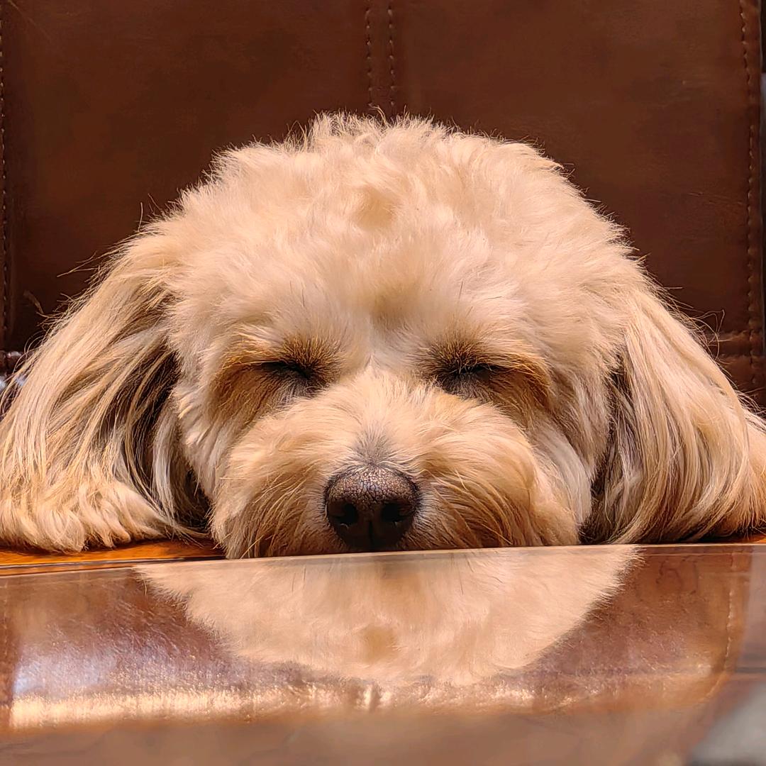 九日