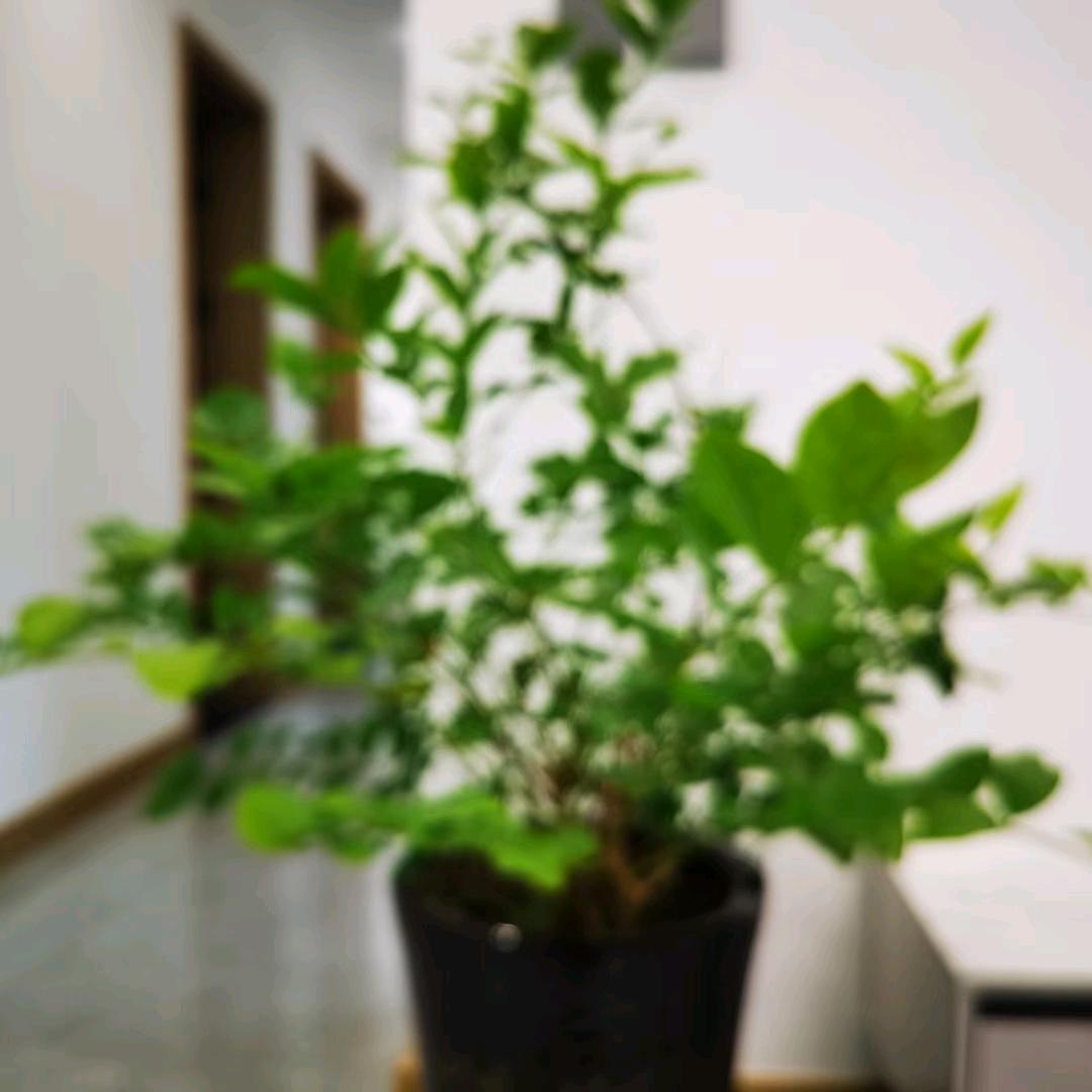 🌻落叶知秋🌻