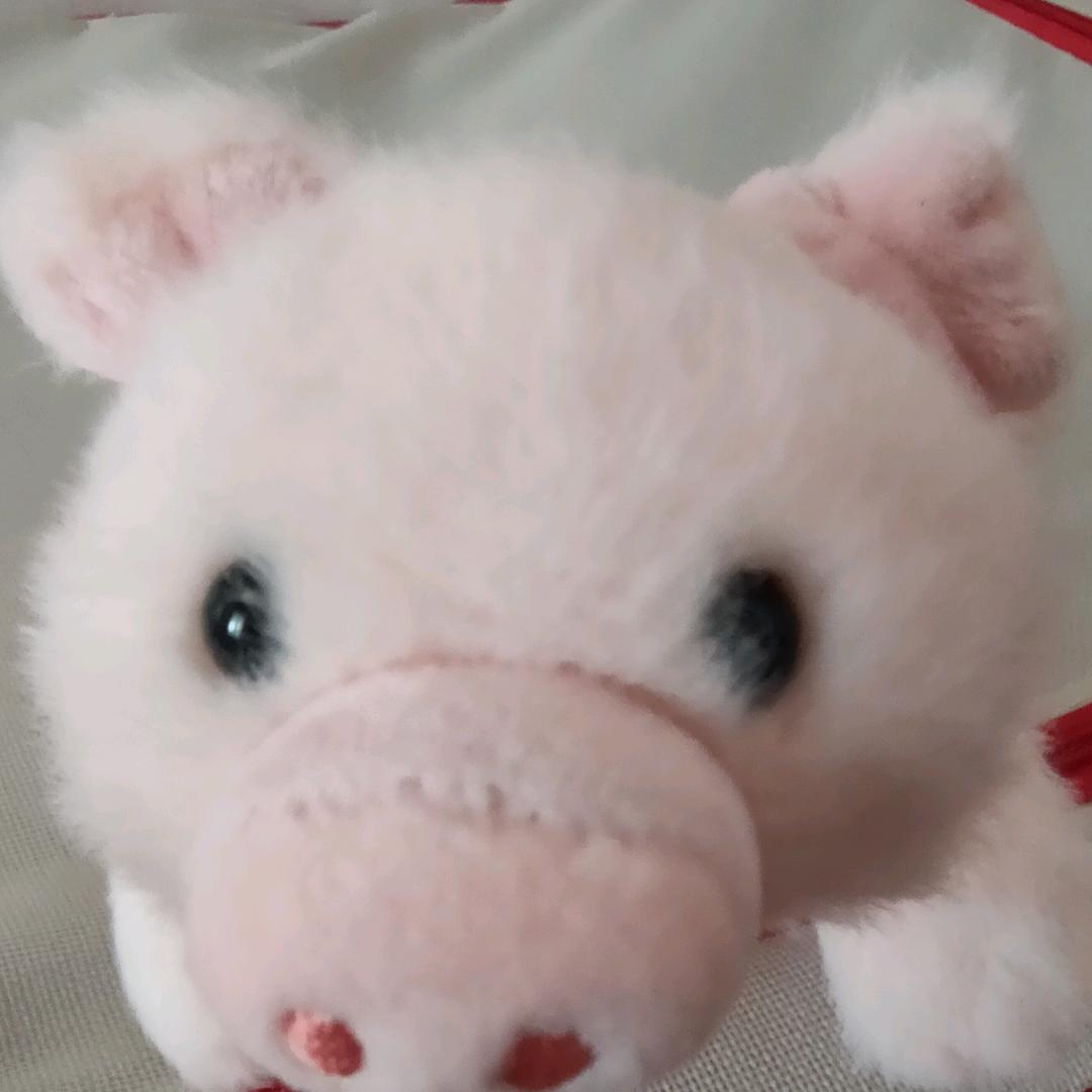 海洋里的小猪猪