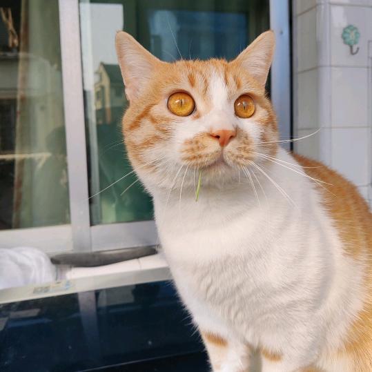 爱飞的鱼橘猫帕克