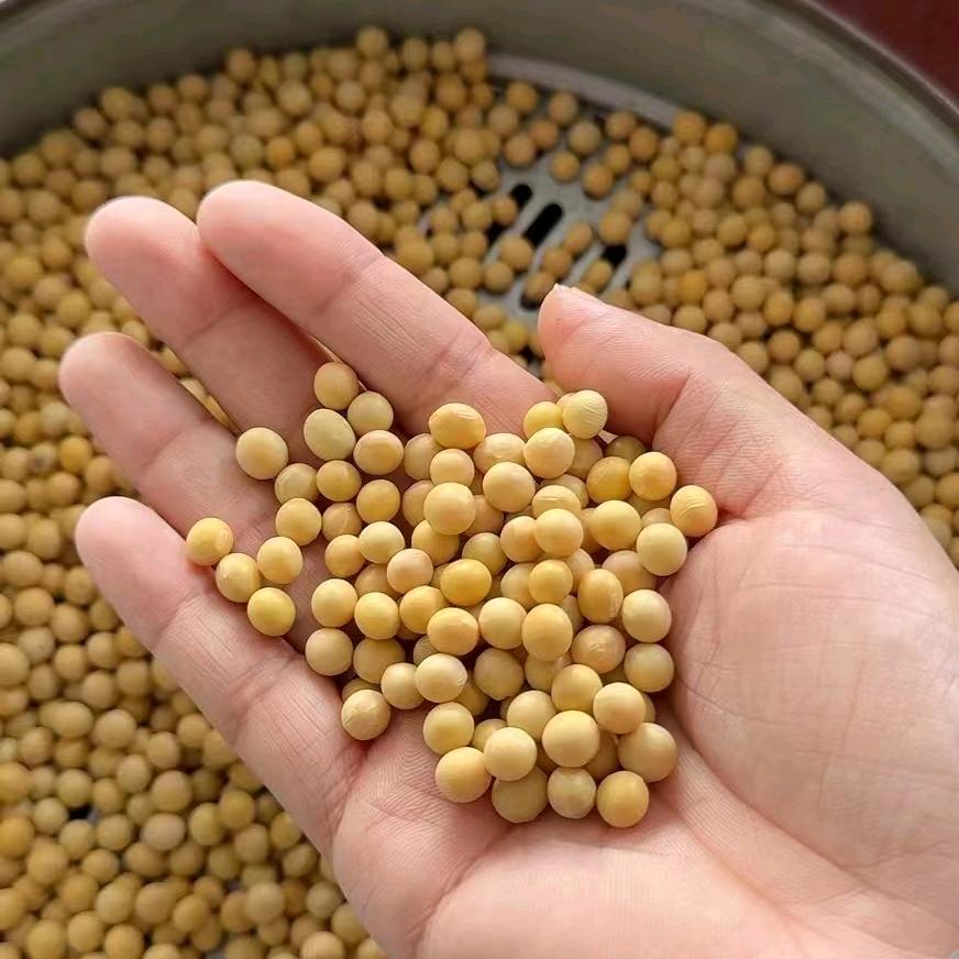 君鹏豆业-专业黄豆批发