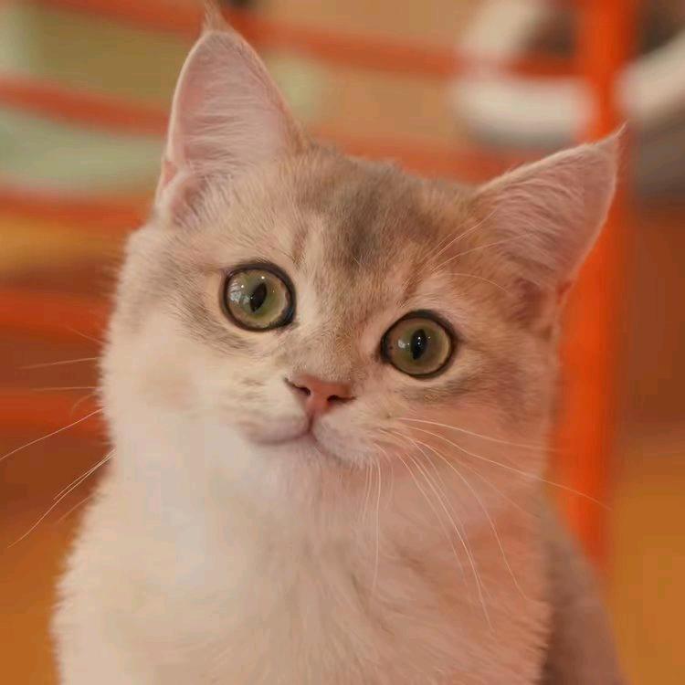 喵喵。？。
