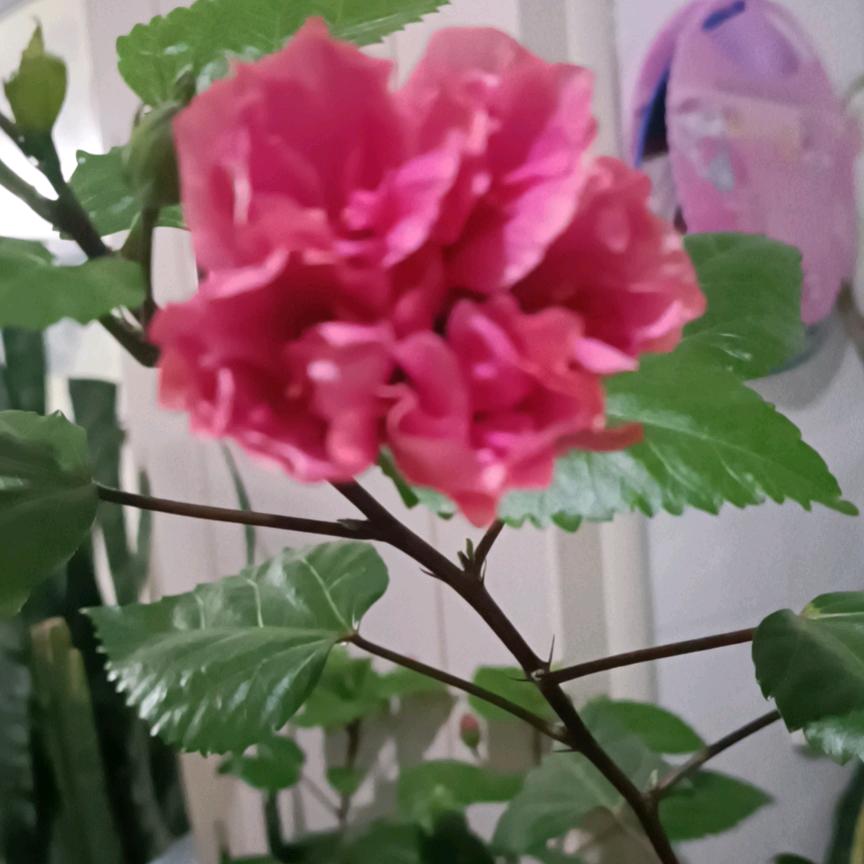 美美的开心