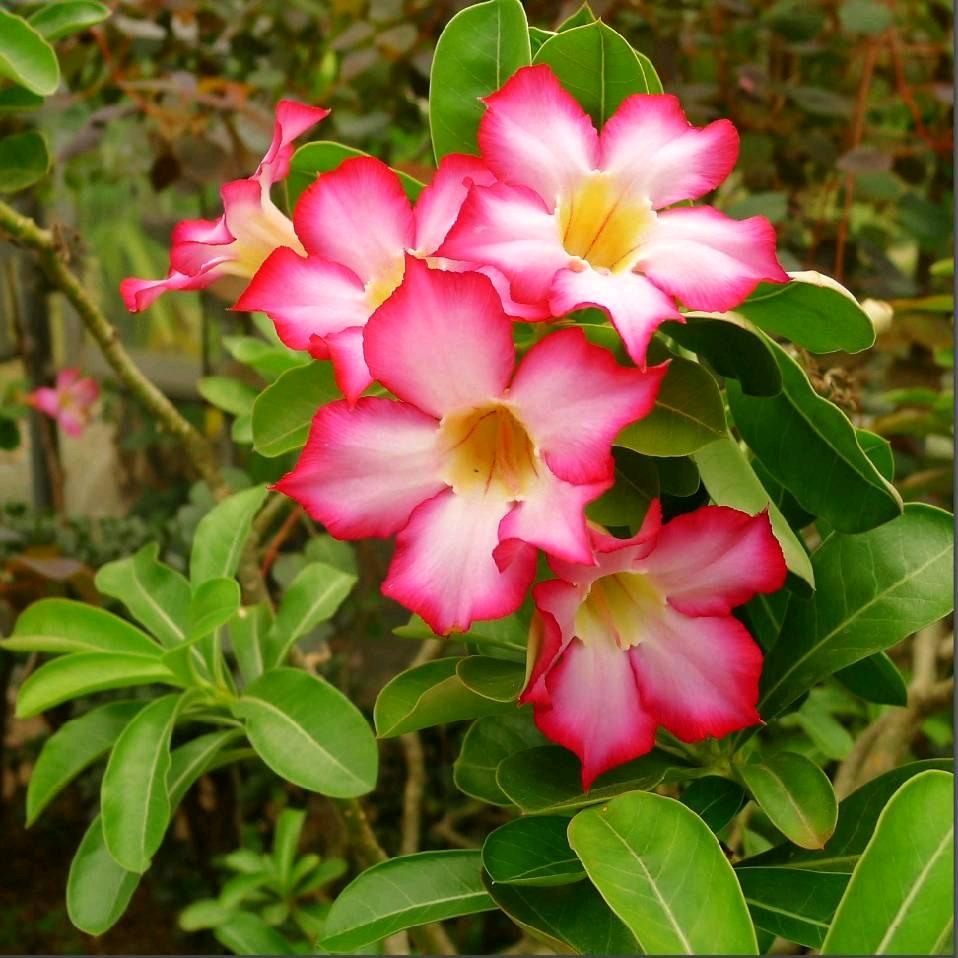 沙漠玫瑰🌺