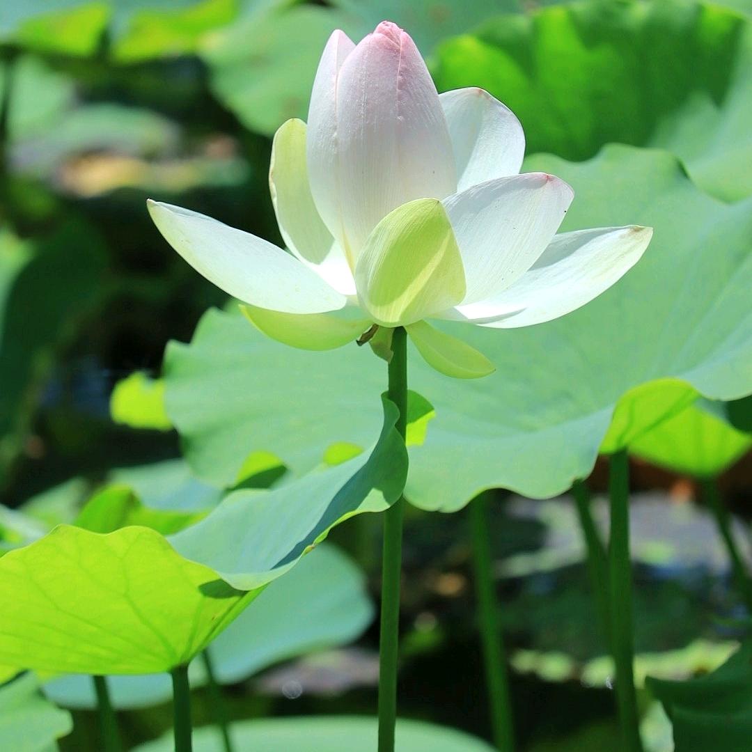 风中的承诺