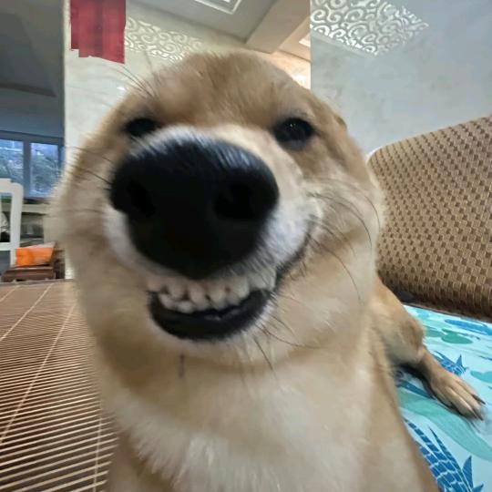 呱呱大王在此！