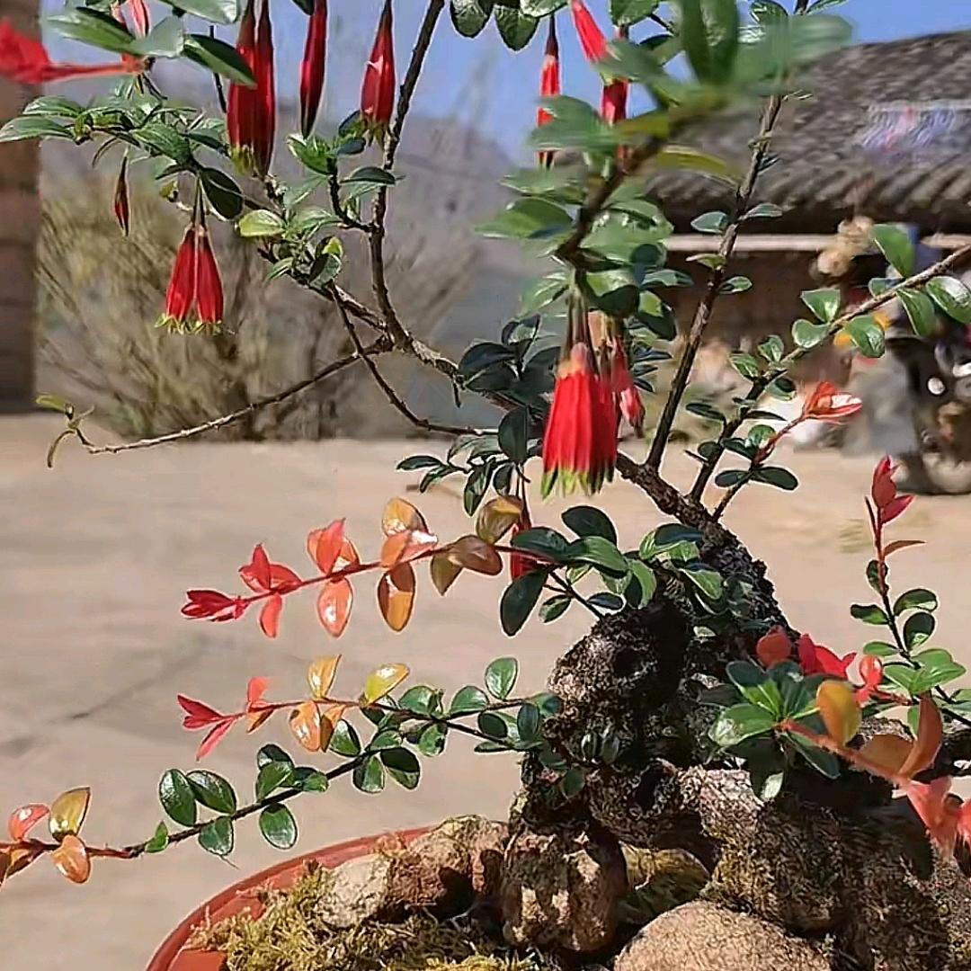 丛林绿植花卉