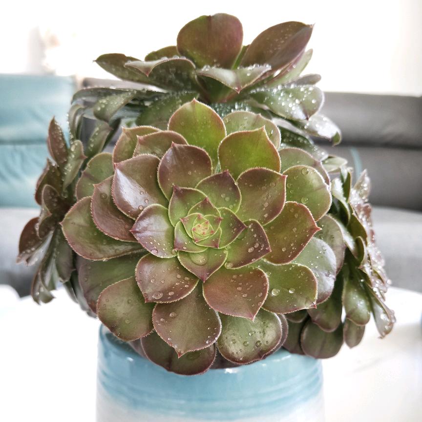 老姑娘的少女心