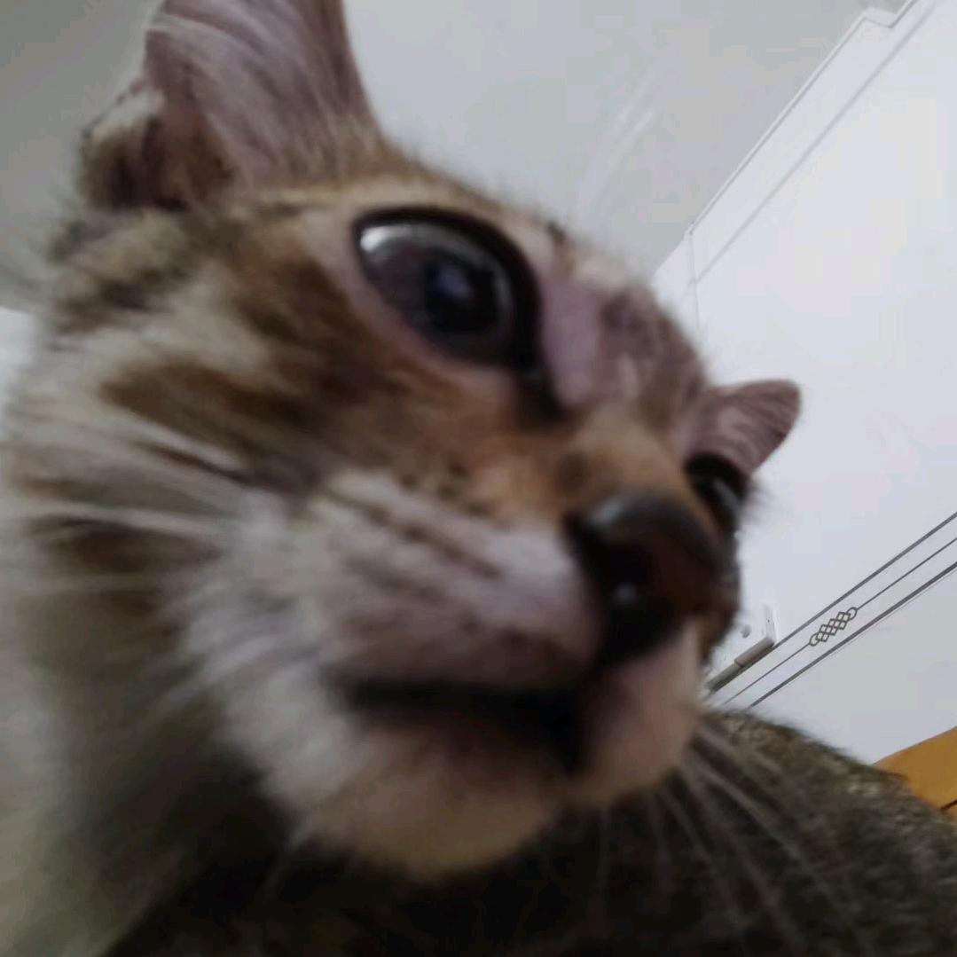 小狸
