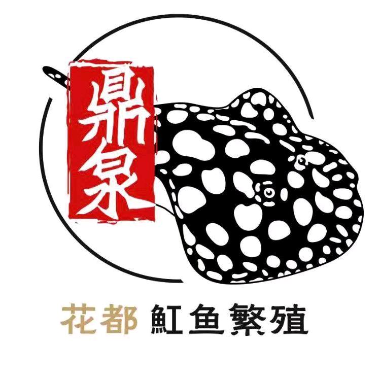 广州鼎泉水族 魟鱼严选