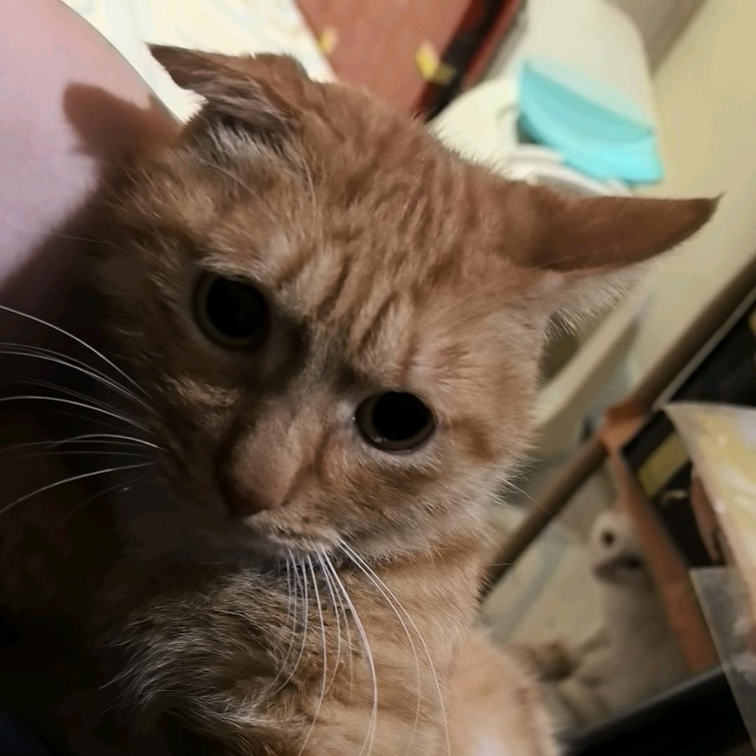 俺家的招财猫