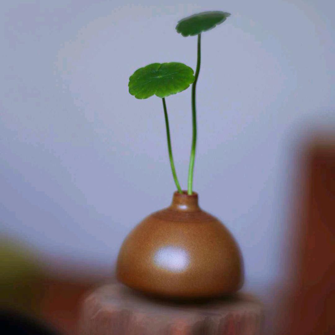 静待花开