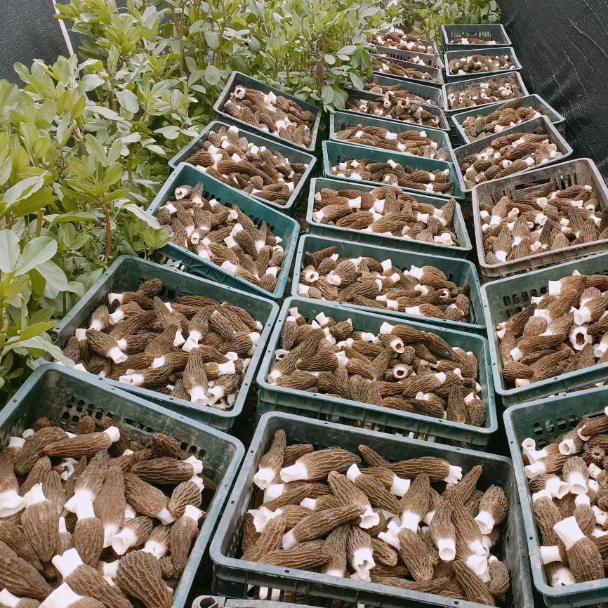 菌羊羊农品精选