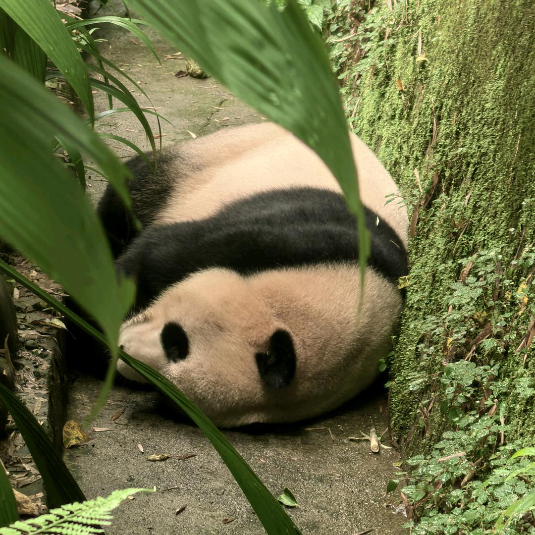 啵仔强