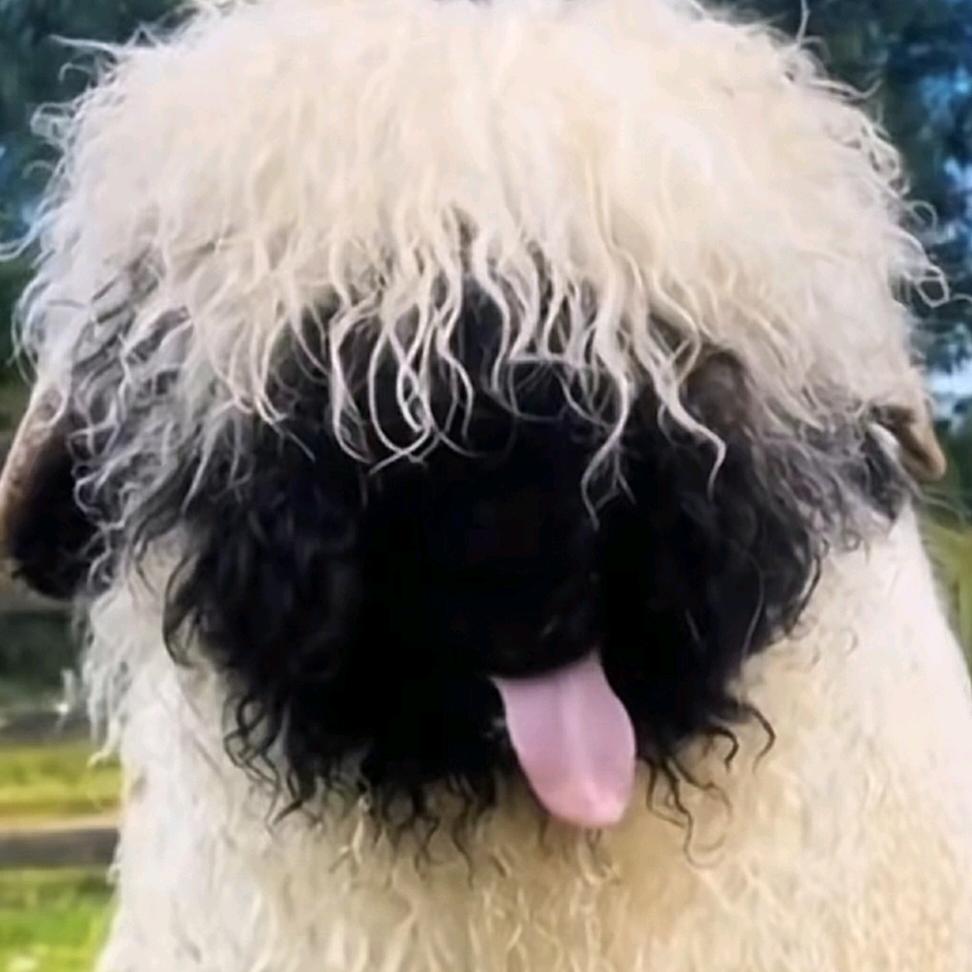 纯爱战神可看不得这个