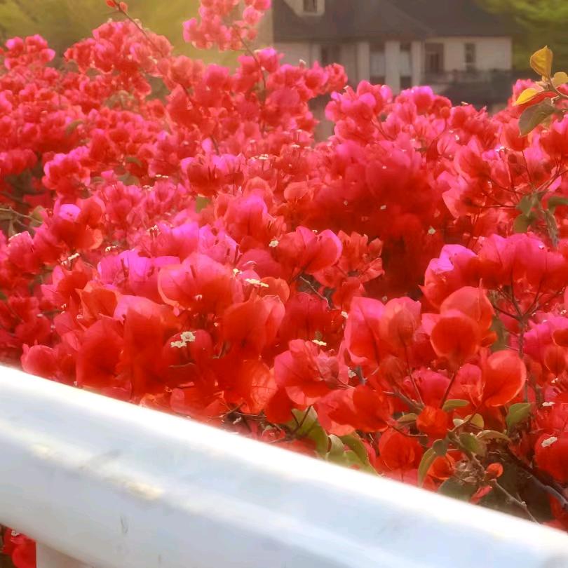 芫荽