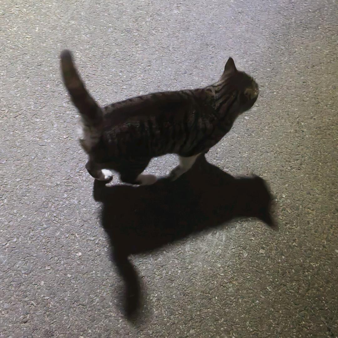 夜猫