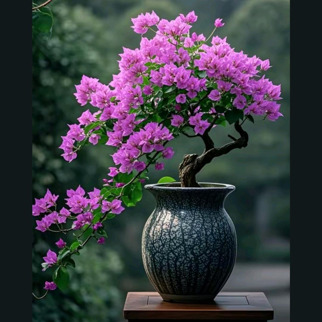 🌹宫🌹喜发财