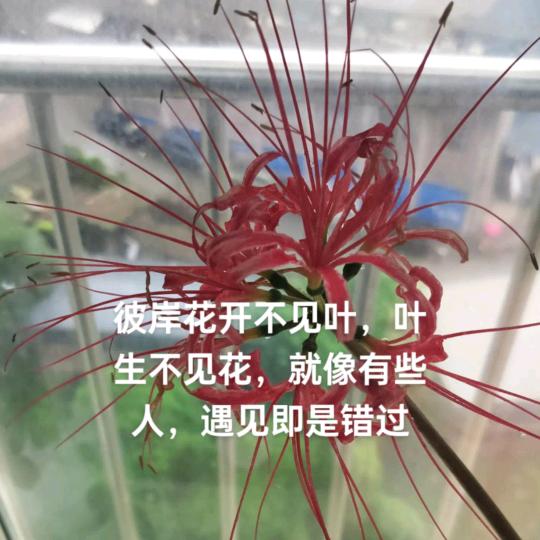 ღ᭄ꫛএۣۖิ丫头ꫛএ