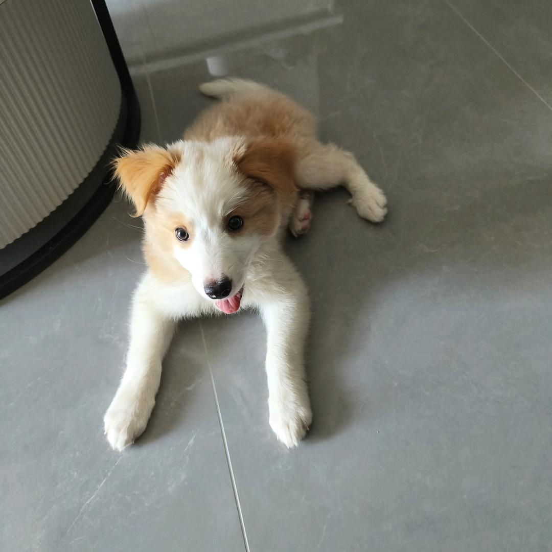 边牧多乐
