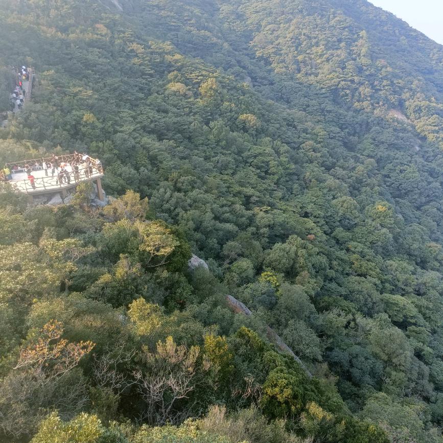 山茶花海
