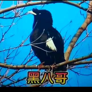 八哥，元宝鸽01